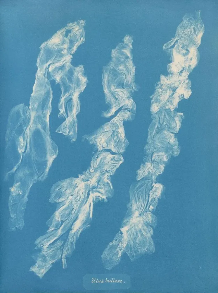 Maalaus Ulva bullosa - Anna Atkins | Taidetuloste