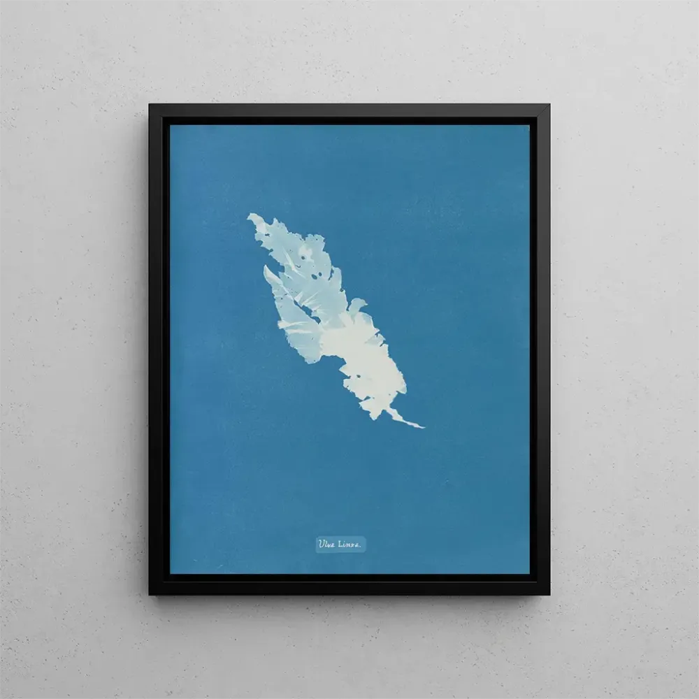 Maalaus Ulva linza - Anna Atkins | Taidetuloste