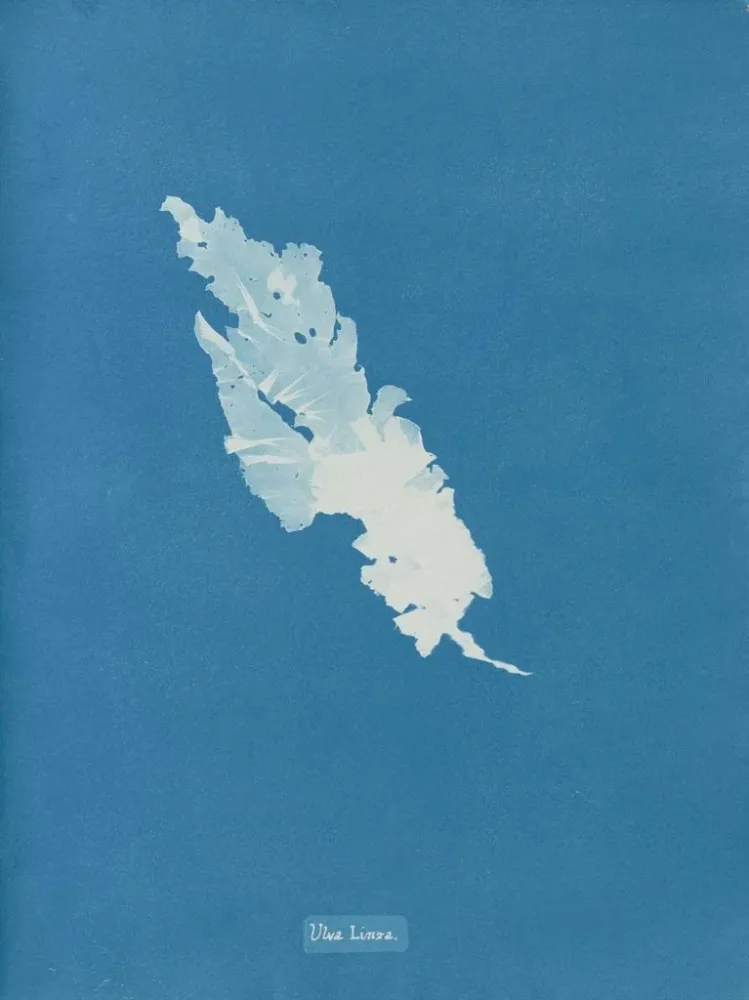 Maalaus Ulva linza - Anna Atkins | Taidetuloste