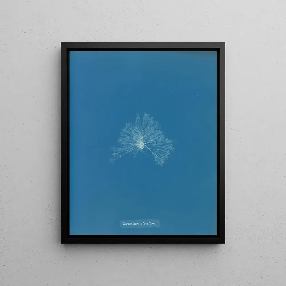 Maalaus Une céramique étanche - Anna Atkins | Taidetuloste