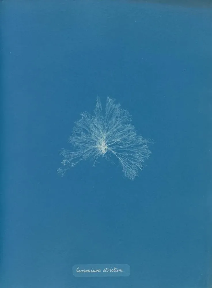 Maalaus Une céramique étanche - Anna Atkins | Taidetuloste