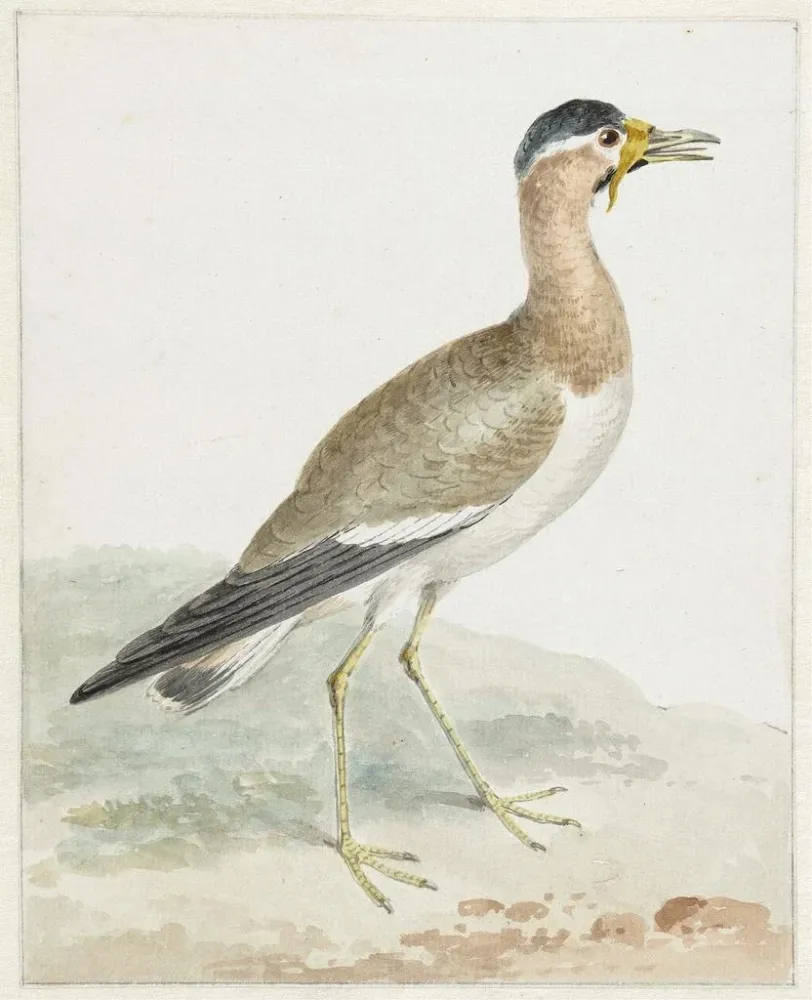 Maalaus Un vanneau à grosses cornes - Aert Schouman | Taidetuloste