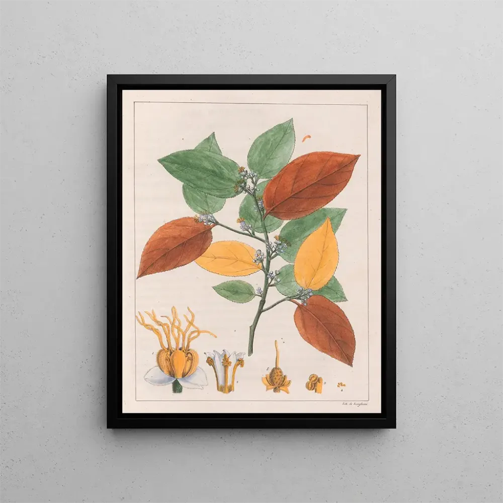 Maalaus Variété Guazuma ulmifolia - Auguste de Saint-Hilaire | Taidetuloste