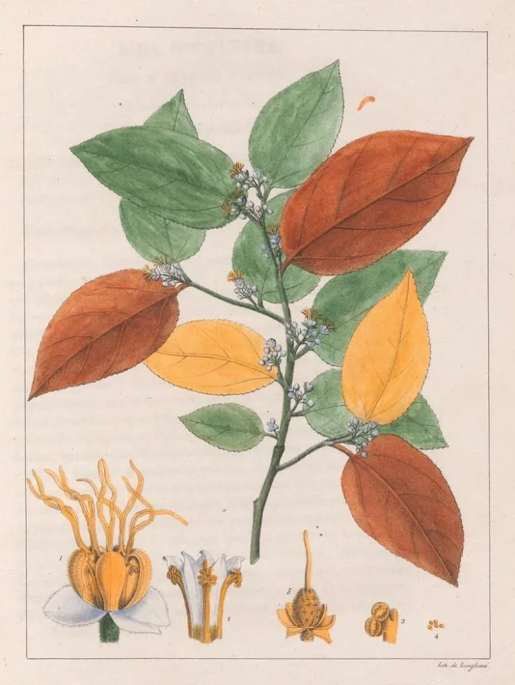 Maalaus Variété Guazuma ulmifolia - Auguste de Saint-Hilaire | Taidetuloste
