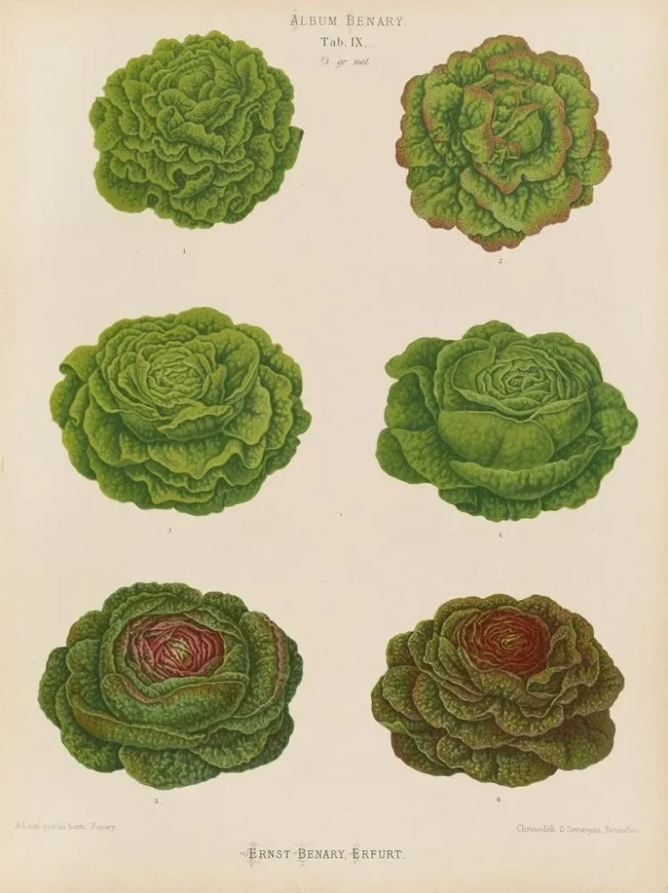 Maalaus Variété de laitues de chou - Ernst Benary | Taidetuloste