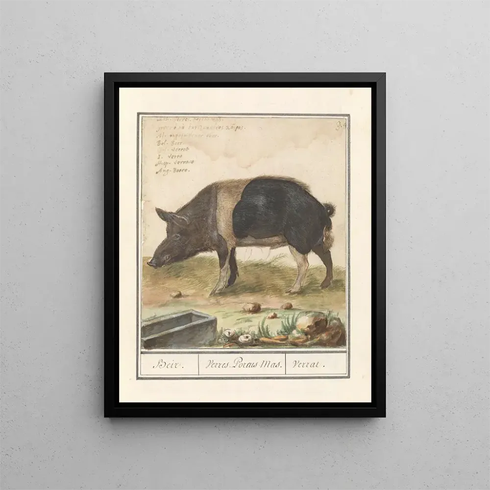 Maalaus Varken Porc truie domestique Beir Varres Porcus Mâle Varrat - Anselmus Botius de Boodt | Taidetuloste