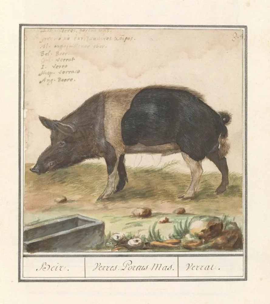 Maalaus Varken Porc truie domestique Beir Varres Porcus Mâle Varrat - Anselmus Botius de Boodt | Taidetuloste