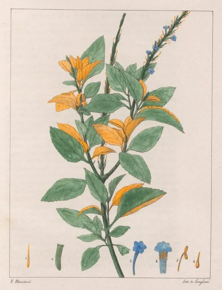 Maalaus Verveine jamaïcaine - Auguste de Saint-Hilaire | Taidetuloste
