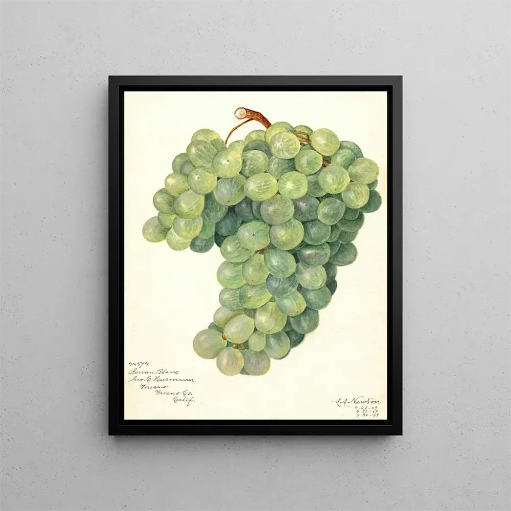 Maalaus Vigne Servan Blanc - Amanda Almira Newton | Taidetuloste