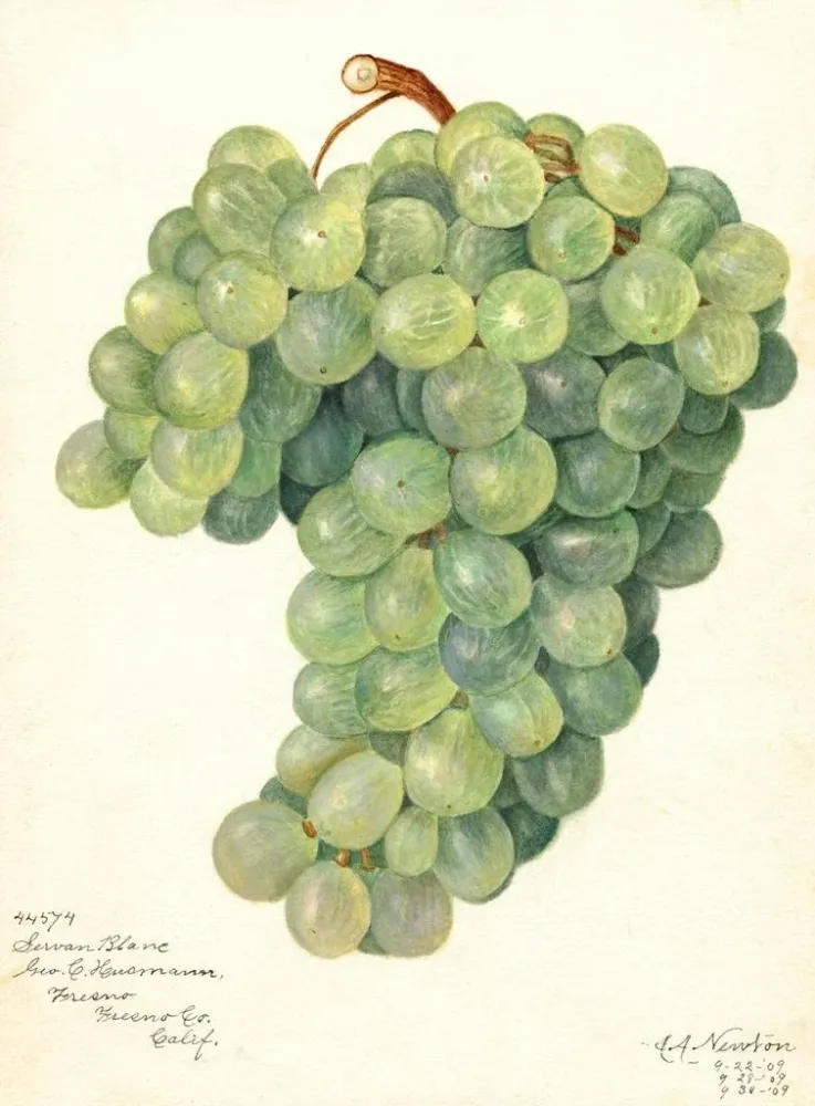 Maalaus Vigne Servan Blanc - Amanda Almira Newton | Taidetuloste