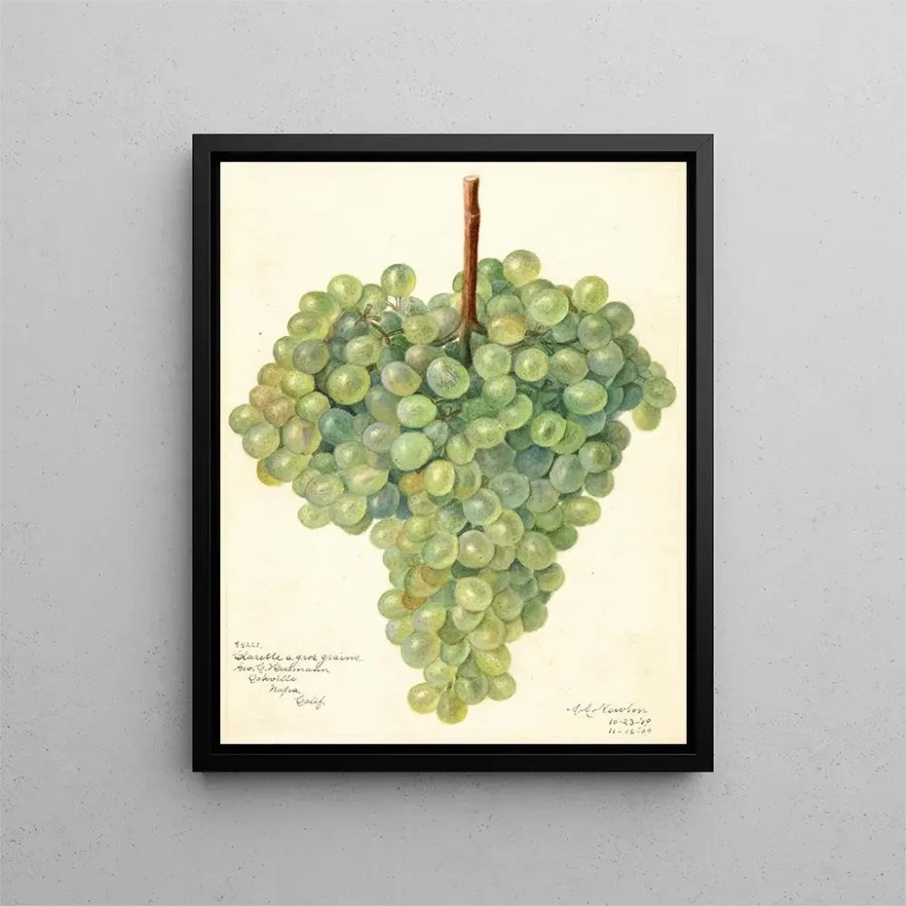 Maalaus Vitis Clarette à Gros Grains - Amanda Almira Newton | Taidetuloste