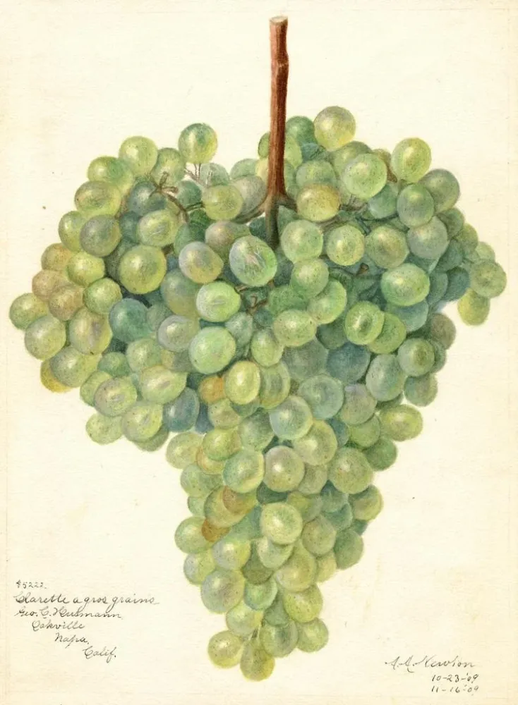Maalaus Vitis Clarette à Gros Grains - Amanda Almira Newton | Taidetuloste