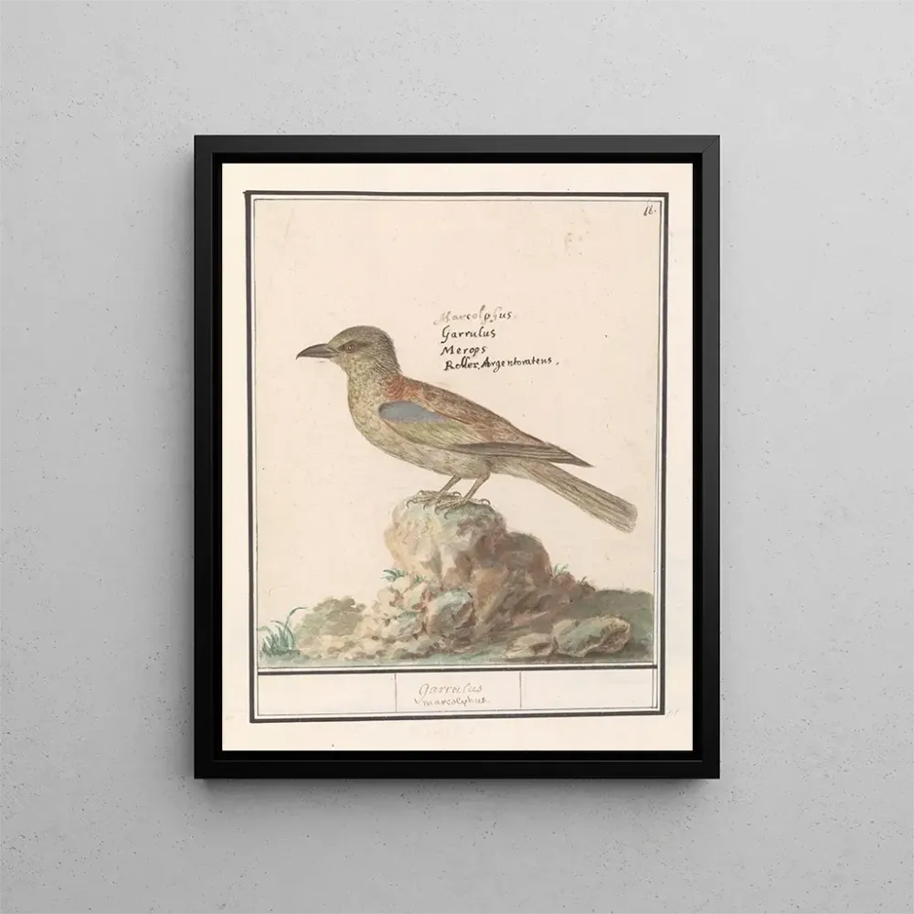 Maalaus Vlaamse Gaai Garrulus glandarius - Anselmus Botius de Boodt | Taidetuloste