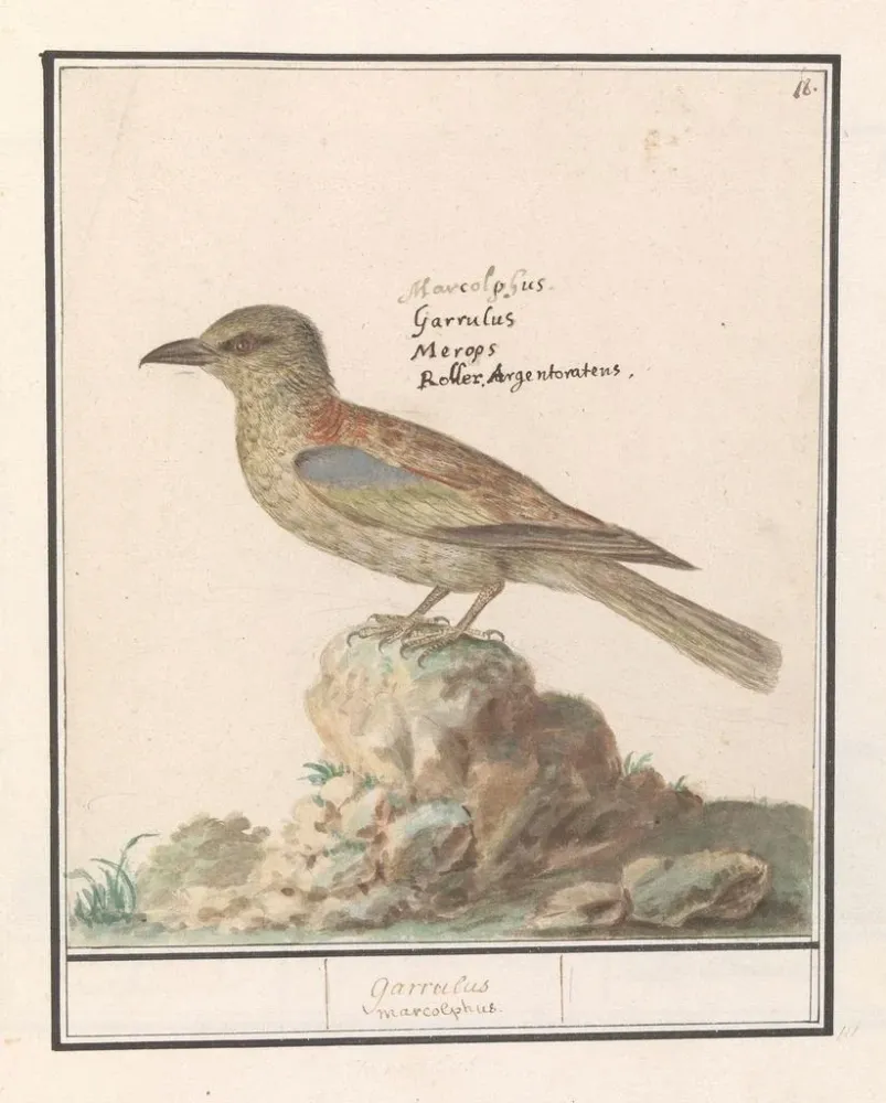 Maalaus Vlaamse Gaai Garrulus glandarius - Anselmus Botius de Boodt | Taidetuloste