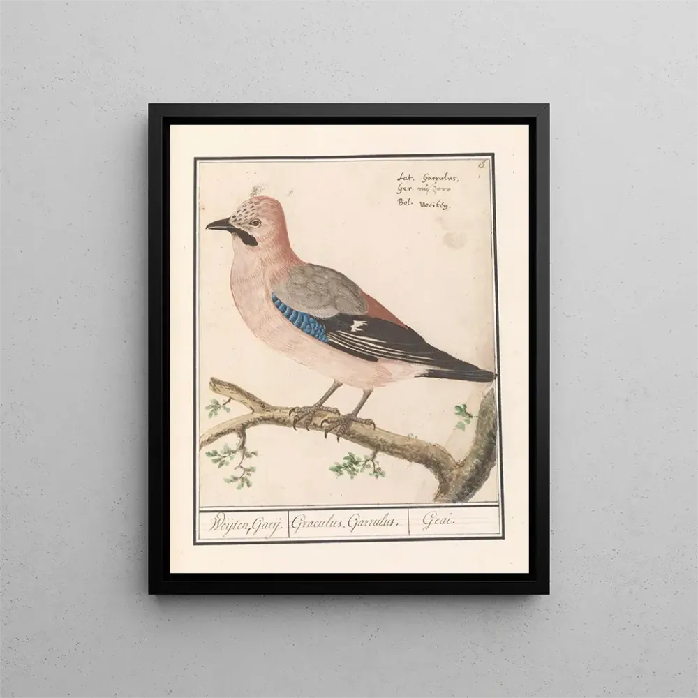 Maalaus Vlaamse gaai Garrulus glandarius (Cas Conflit) - Anselmus Botius de Boodt | Taidetuloste