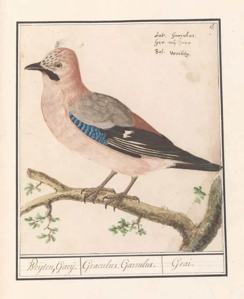 Maalaus Vlaamse gaai Garrulus glandarius (Cas Conflit) - Anselmus Botius de Boodt | Taidetuloste