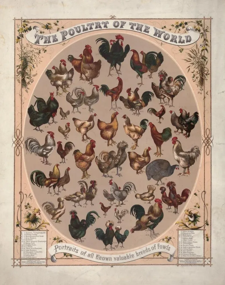 Maalaus La volaille du monde : portraits de toutes les races de volailles connues - Louis Prang Co | Taidetuloste