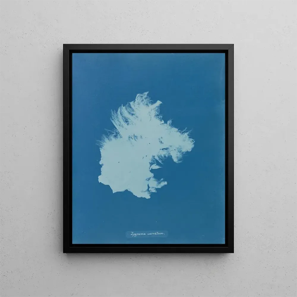 Maalaus Zygnema courbé - Anna Atkins | Taidetuloste