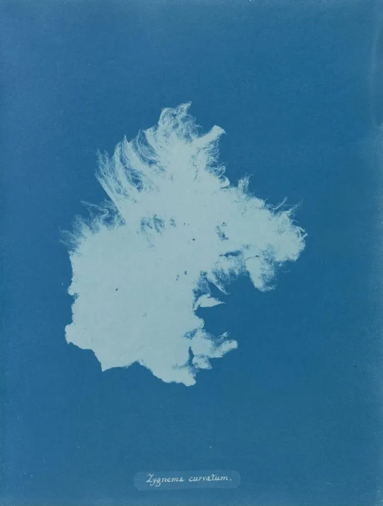 Maalaus Zygnema courbé - Anna Atkins | Taidetuloste
