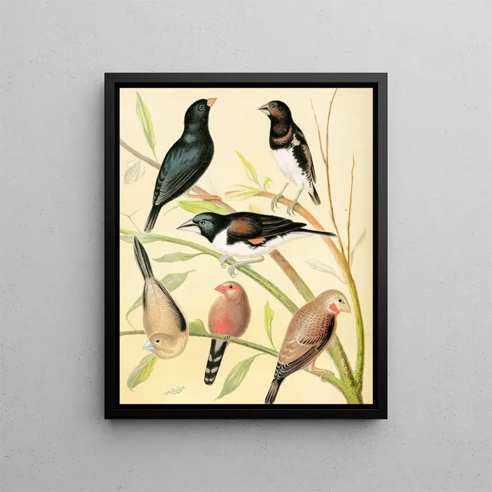 Pinsonin mustavalkoinen maalaus, ruskeajalkainen pinson, pronssinen nukke, hopeapallot ja Sainte-Hélènen waxbill - W. . Bl...