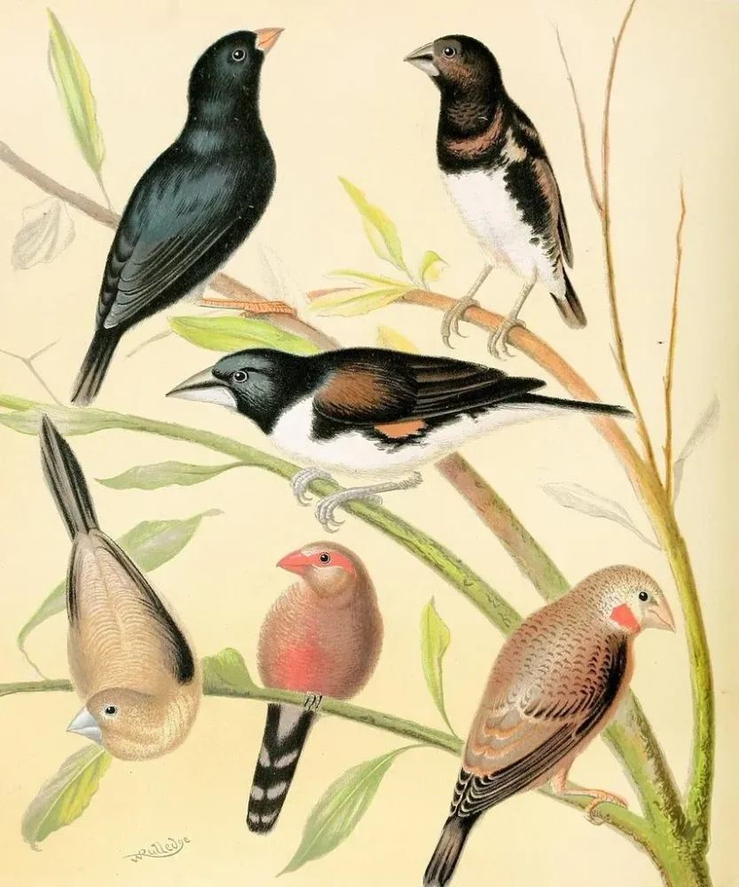 Pinsonin mustavalkoinen maalaus, ruskeajalkainen pinson, pronssinen nukke, hopeapallot ja Sainte-Hélènen waxbill - W. . Bl...