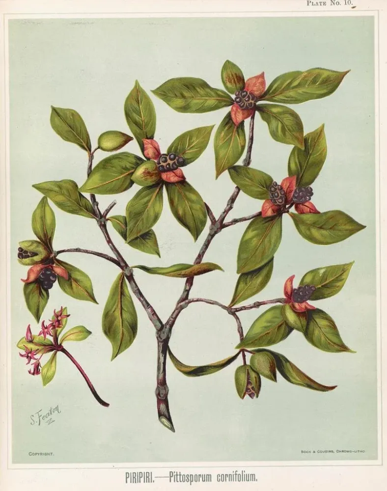 Piripiri Pittosporum cornifolium - Maalaus, Lehti 10 - Sarah Featon | Taidetuloste