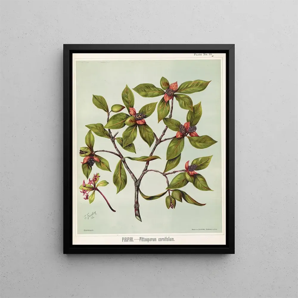 Piripiri Pittosporum cornifolium - Maalaus, Lehti 10 - Sarah Featon | Taidetuloste