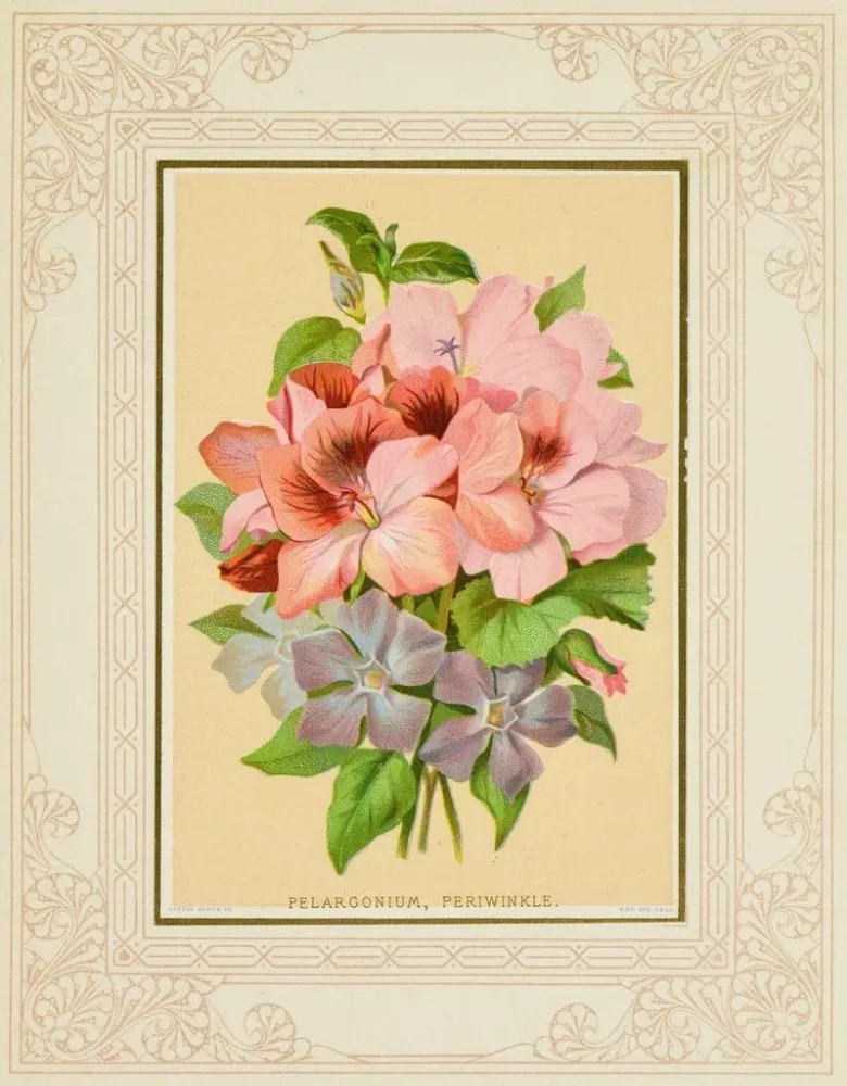 Pélargonium-taidetuloste, pervenche - Marcus Ward & Co. | Reproduction