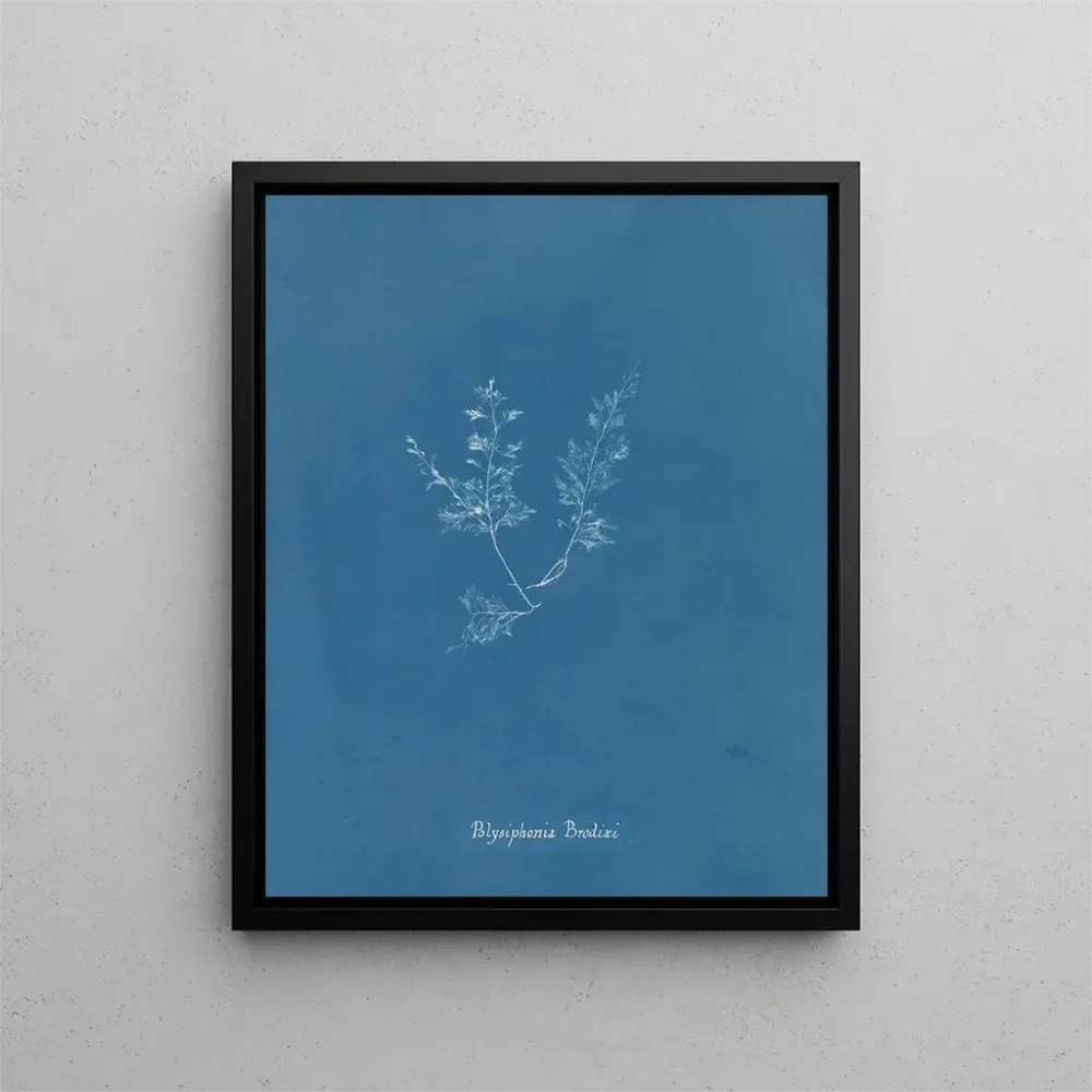 Polysiphonia Brodiaei -osa X - Anna Atkins | Taidetuloste