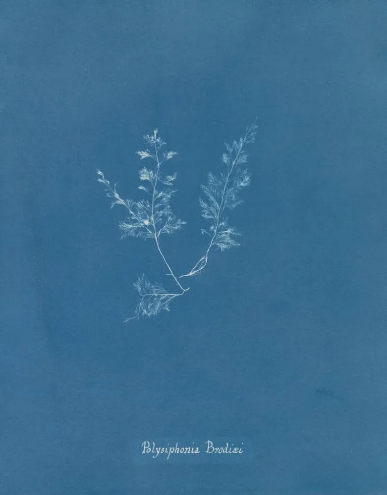 Polysiphonia Brodiaei -osa X - Anna Atkins | Taidetuloste