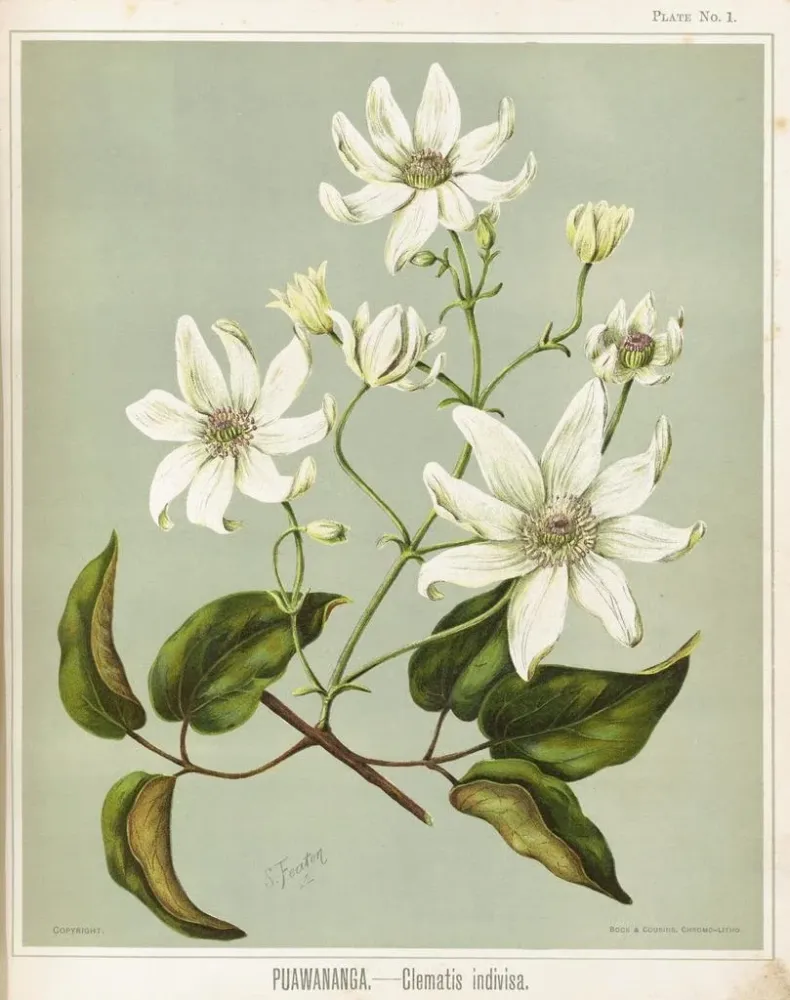 Puawananga Clematis indivisa, Planche 1 - Sarah Featon | Taidetuloste