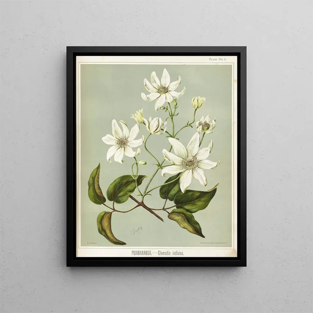 Puawananga Clematis indivisa, Planche 1 - Sarah Featon | Taidetuloste
