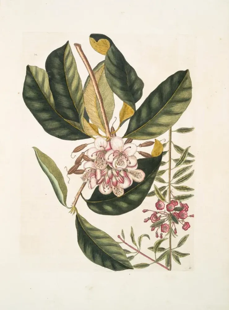 Rhododendron, chamdaphne sempervirens - Mark Catesby | Taidetuloste