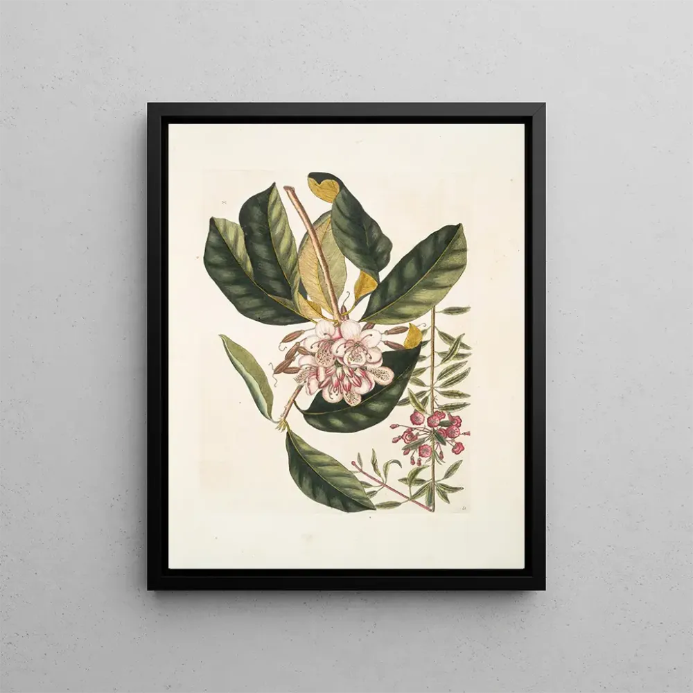 Rhododendron, chamdaphne sempervirens - Mark Catesby | Taidetuloste
