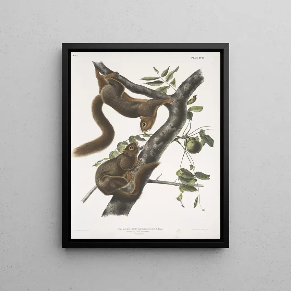 Sciurus subauratus, oranssinvatsaorava, uros ja naaras, luonnollinen koko - John Woodhouse Audubon | Taidetuloste