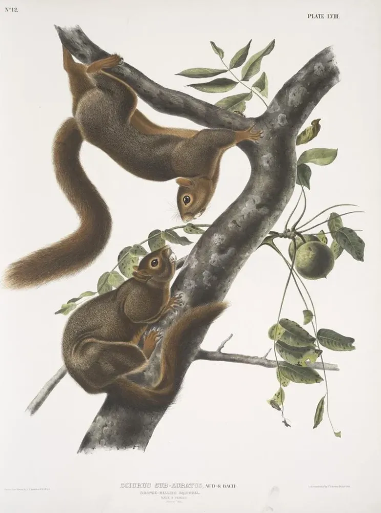 Sciurus subauratus, oranssinvatsaorava, uros ja naaras, luonnollinen koko - John Woodhouse Audubon | Taidetuloste