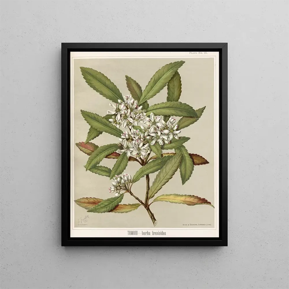 Taidetuloste Tawari Ixerba brexioides, Planche 31 - Sarah Featon