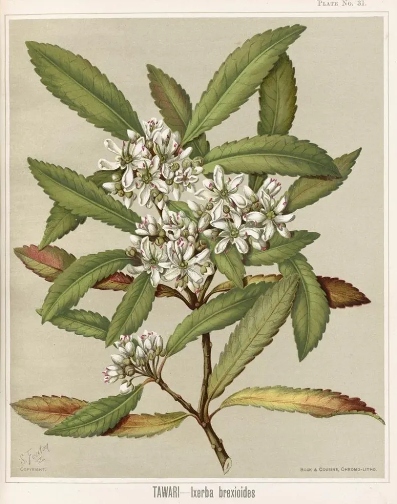 Taidetuloste Tawari Ixerba brexioides, Planche 31 - Sarah Featon