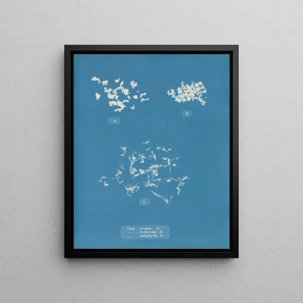 Ulva crispa - Anna Atkins taidetuloste
