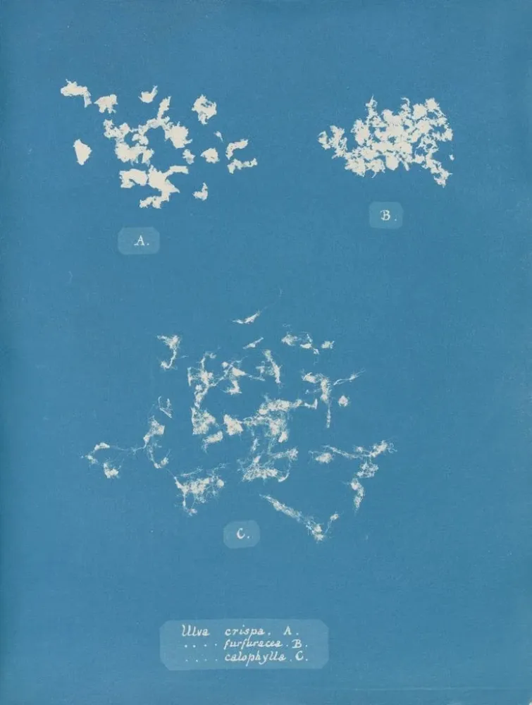 Ulva crispa - Anna Atkins taidetuloste