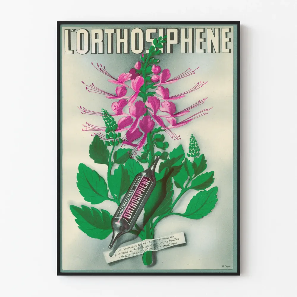Vintagejuliste L'Orthosiphène - kasviinspirainen seinäkoristelu