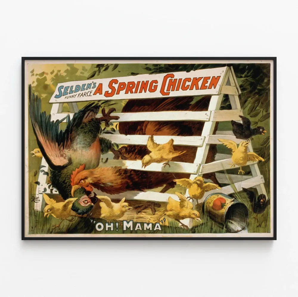 Vintagemainen humoristinen juliste ' Spring Chicken' Selden