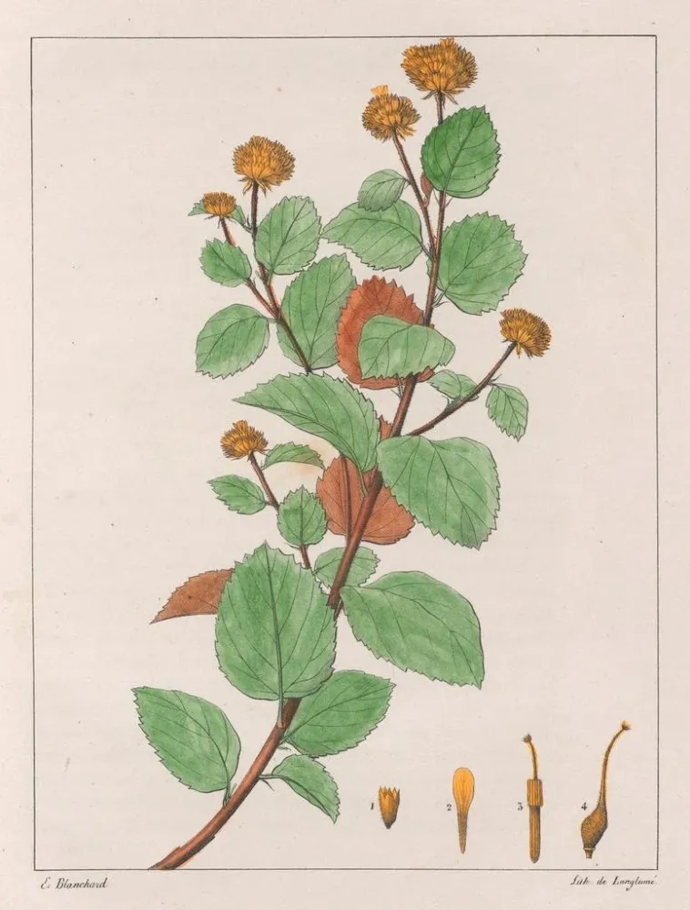 Waltheria dorée - Auguste de Saint-Hilaire taidetuloste