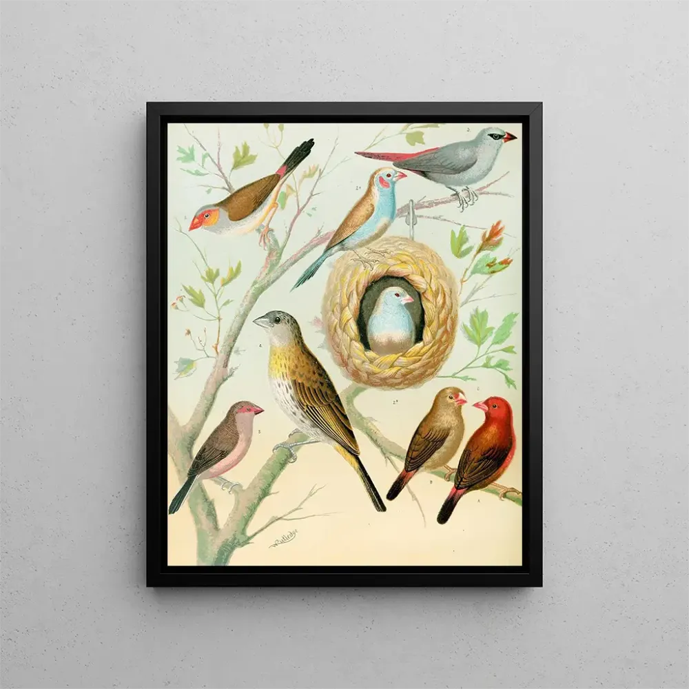 Waxbills-maalaus, safiiripinsessa ja afrikkalainen tulipinsessa - W. . Blakston | Taidetuloste