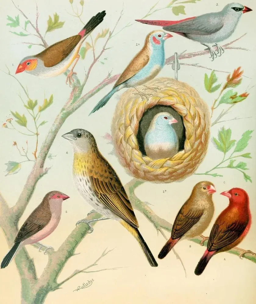 Waxbills-maalaus, safiiripinsessa ja afrikkalainen tulipinsessa - W. . Blakston | Taidetuloste