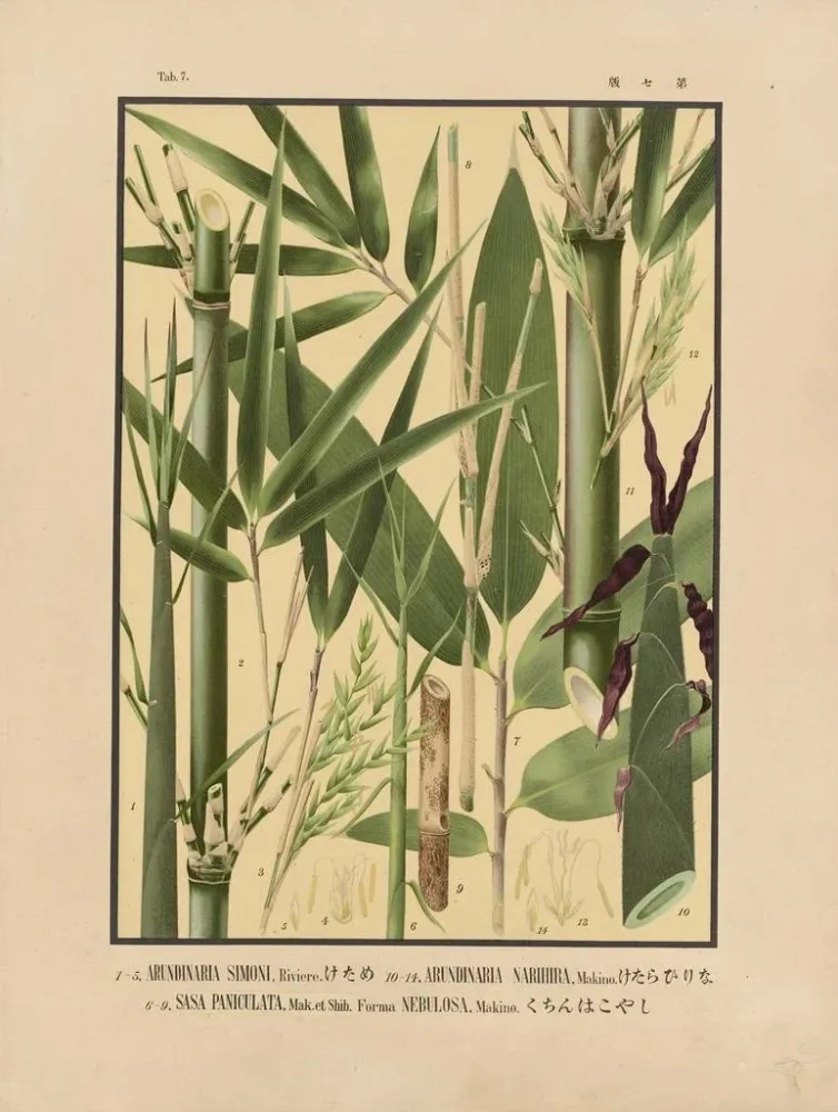 Yasuyoshi Shirasawa | Japanin bambu-ikoni-taidetuloste Pl07