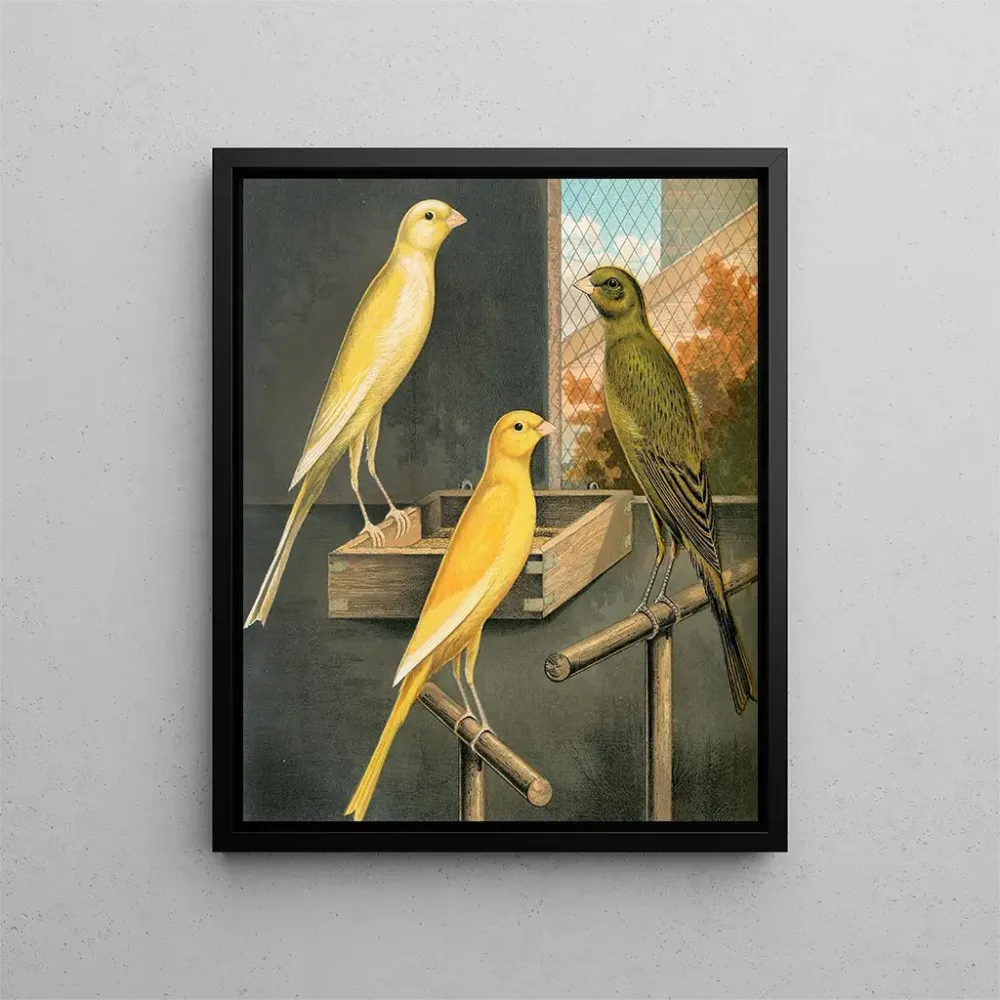 Yorkshire Canaris - W. . Blakston | Taidetuloste