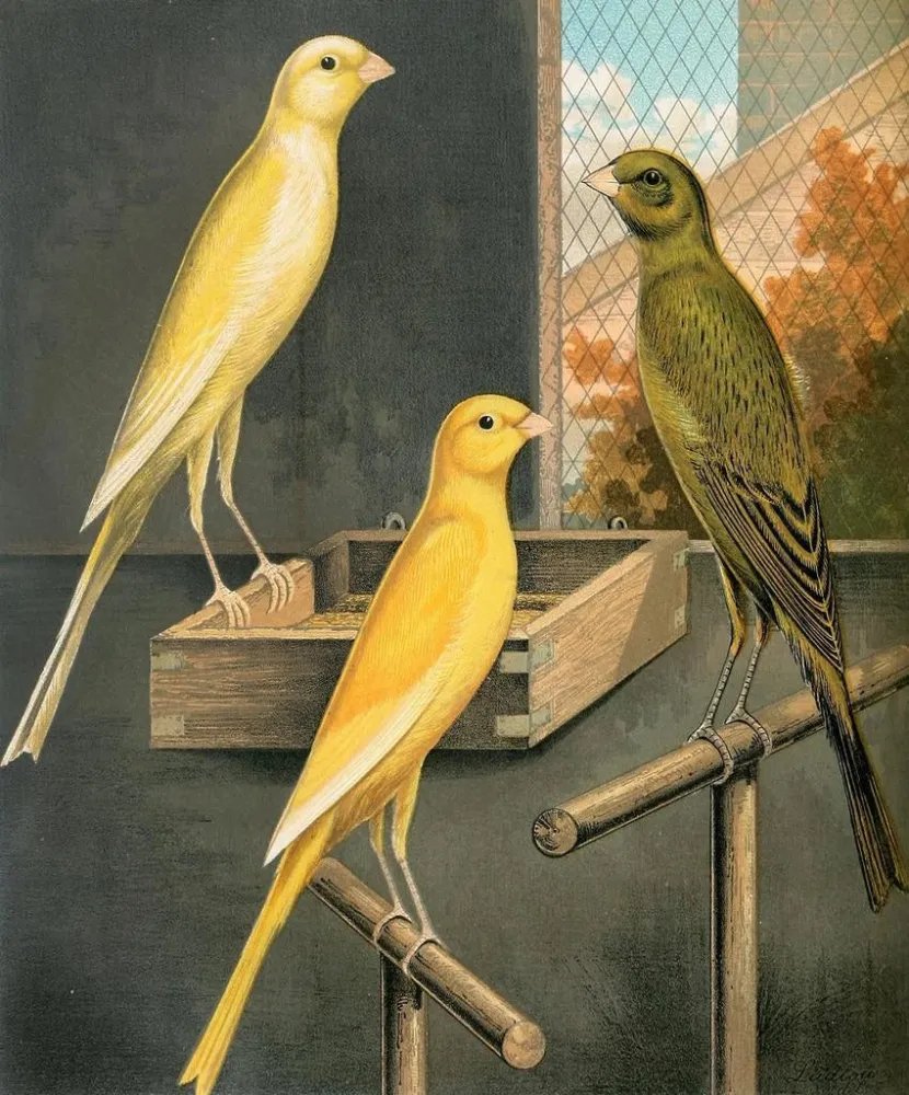 Yorkshire Canaris - W. . Blakston | Taidetuloste